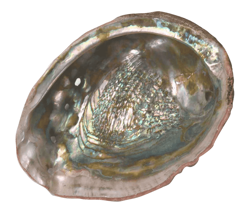 Australian Mother of Pearl Co. Pty Ltd